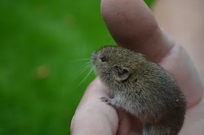 Уплетает торты и арбузы. Сеть покоряет очаровательная белка Соня | РИА  Новости Украина