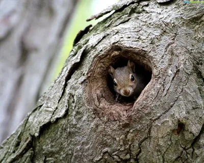 белки в дупле зимой: 8 тыс изображений найдено в Яндекс.Картинках |  Squirrel, Pet birds, Animals