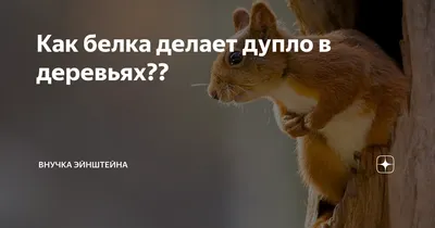 Игрушка антистресс \"Белка в Дупле\" - купить с доставкой по выгодным ценам в  интернет-магазине OZON (1119539243)