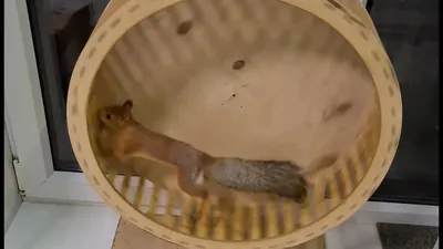 Белка в колесе 🐿️ Squirrel in a wheel - YouTube