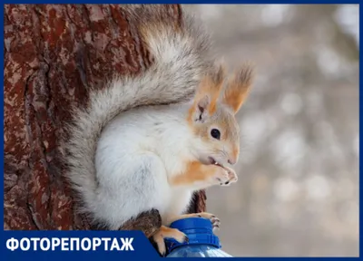 Белка в осеннем лесу | Пикабу