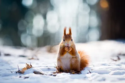 В полёте🙂 #белка #белочка #природа #животные #зима #снег #январь #squirrel  #animals #nature #naturephotography #winter #snow | Instagram