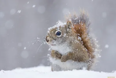 Белочка радуется снегу. | Snow animals, Winter animals, Cute squirrel