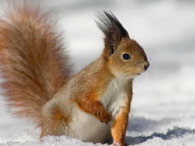 Белка, дерево и снег 🤗 Squirrel, tree and snow - YouTube