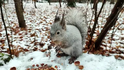 Завтрак / белка,зима,снег,сосны,ели