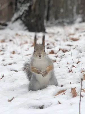 В полёте🙂 #белка #белочка #природа #животные #зима #снег #январь #squirrel  #animals #nature #naturephotography #winter #snow | Instagram