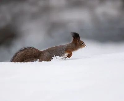 Белка в снегу. Обои с животными, картинки, фото 1152x864