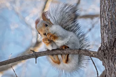 Белка зимой и летом (много фото) - treepics.ru