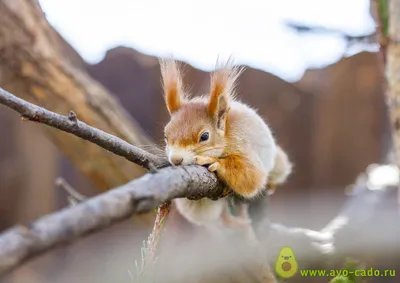 Белка обыкновенная (Sciurus vulgaris) — Зоопарк «Лимпопо» г. Нижний  Новгород – Нижегородский зоопарк