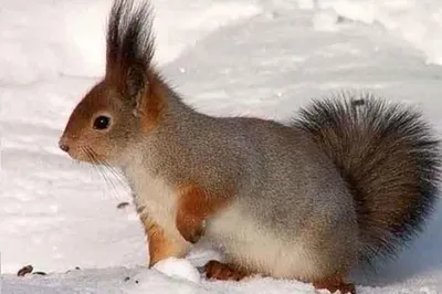 Зелёный парус\": Белка обыкновенная (Sciurus vulgaris)