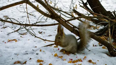 Картинки белка Зима снегу Животные