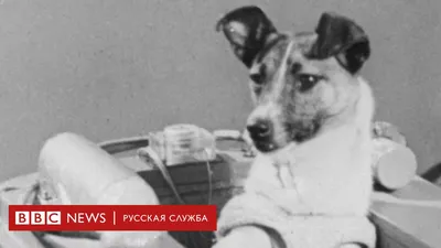 Cобаки в космосе: Лайка, Белка, Стрелка и другие | Космос | Мир фантастики  и фэнтези