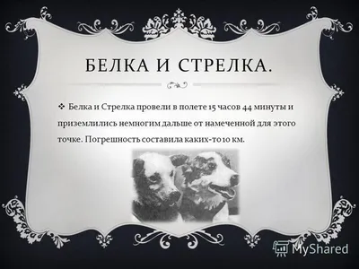 Cобаки в космосе: Лайка, Белка, Стрелка и другие... | Пикабу