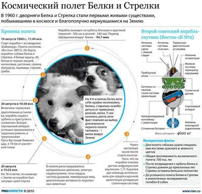 Мультсериал «Белка и Стрелка. Спортивная команда» – детские мультфильмы на  канале Карусель