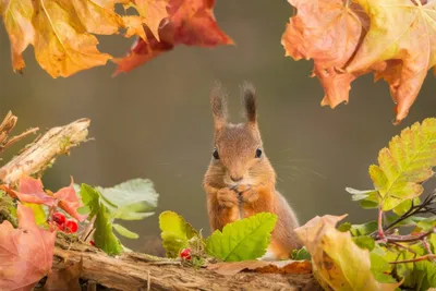 https://wallbox.ru/animals/leaves-foliage-autumn-grey-protein-w274427/download/1280x720