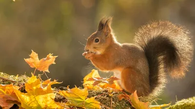 Белка осенью. У нас похолодало | Squirrel in autumn. - YouTube