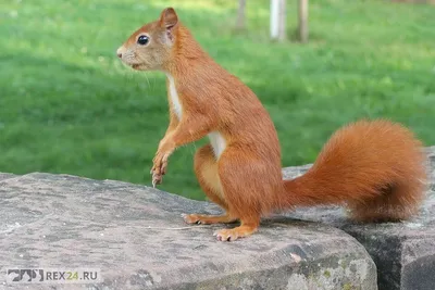 Белка обыкновенная (Sciurus vulgaris). Подробное описание экспоната,  аудиогид, интересные факты. Официальный сайт Artefact