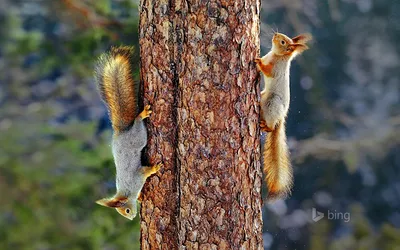 Фото Белки Грызуны 2 Хвост Ствол дерева Животные