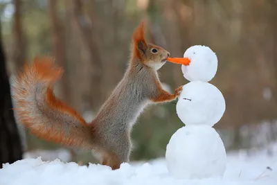 Обои на рабочий стол Рыжая белочка, облокотившись передними лапками на  снеговика, пытается вытащить свежую морковку, вставленную у него вместо  носа, автор Вадим Трунов, обои для рабочего стола, скачать обои, обои  бесплатно