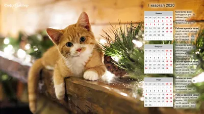 Мы снова подготовили прикольные С календарём обои для ПК настольные! |  Вокруг 1С и котиков! | Дзен