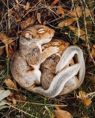 Фото Две белочки спят в траве, by Mark Loper