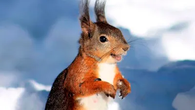 Смешные белки - Funny squirrel - Приколы белочки - YouTube