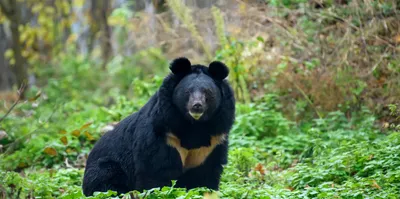 Белогрудый медведь Ursus thibetanus (частичный альбинос) Государственный  Дарвиновский музей