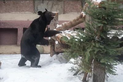 Гималайский белогрудый медведь (Ursus …» — создано в Шедевруме