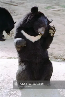 Медведь белогрудый, или гималайский — Ursus (Selenarctos) thibetanus