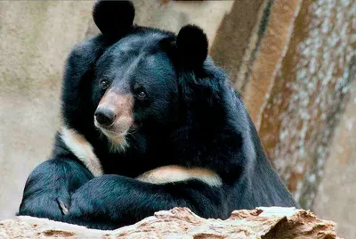 Уссурийский белогрудый (гималайский) медведь – Selenarctos (Ursus)  thibetanus ussuricus. Экспозиция Вольер медведей. Сахалинский  зооботанический парк.