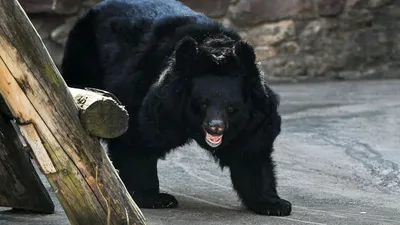 Файл:Himalayan Black Bear in Zoo - Near Shimla - Himachal Pradesh - India  (26304232860).jpg — Википедия