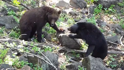 Гималайский Медведь, Тибетский Черный Медведь, Ursus Thibetanus Фотография,  картинки, изображения и сток-фотография без роялти. Image 49643787