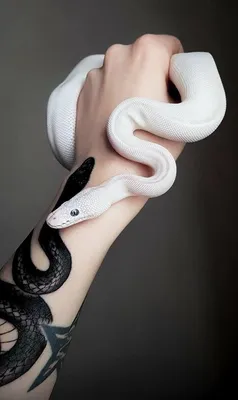 Белой змеи фото