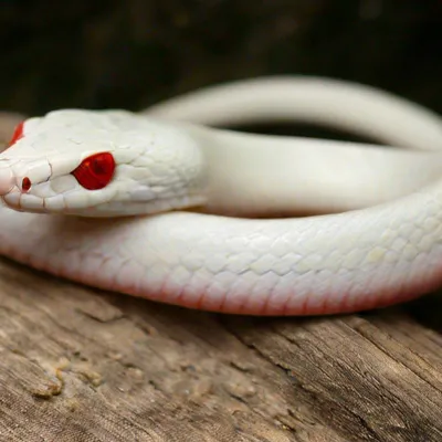 EXOPRIMA Python regius \"Od phantom piebald\" Королевский питон, S-M  (Германия) купить в Москве в зоомагазине, цены - Сами с Усами