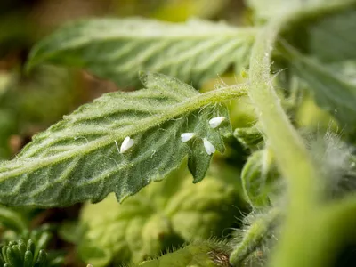 Белокрылка: фото и как избавиться от вредителя на помидорах в теплице |  Дачный участок