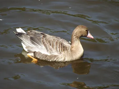 Белолобый гусь (flavirostris) - eBird