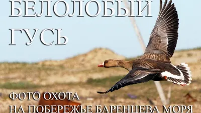 Белолобый гусь Floater Speckbelly Goose 2021 – OscarDecoys