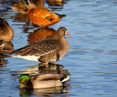 Белолобый гусь Floater Speckbelly Goose – OscarDecoys