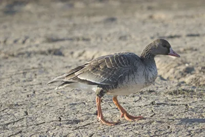 Белолобый гусь - eBird