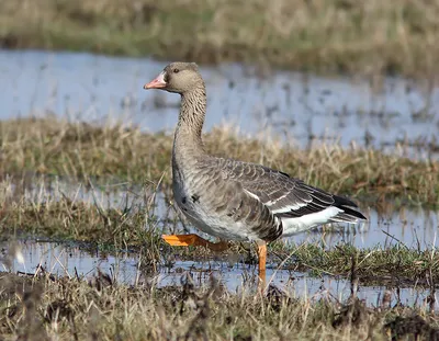 Белолобый гусь x Канадская казарка (гибрид) - eBird