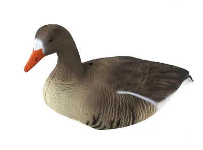 Белолобый гусь Speckbelly Goose – OscarDecoys