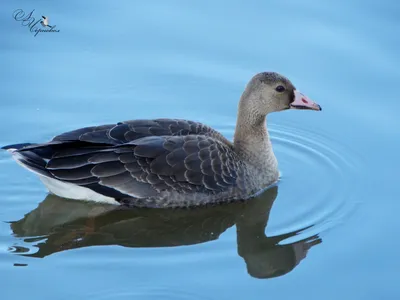 Купить Чучела Duck Mania Белолобый гусь (6 шт.) в Минске. НИЗКИЕ цены!  Доставка по РБ.