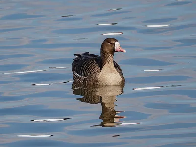 Подсадной гусь Oscar Decoys Elite 3D Speckbelly Goose Белолобый мягкий 10шт  купить в интернет-магазине «Мир Охоты»