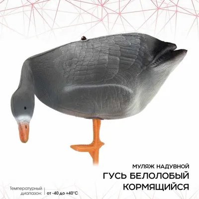 Купить Чучела Duck Mania Белолобый гусь (6 шт.) в Минске. НИЗКИЕ цены!  Доставка по РБ.