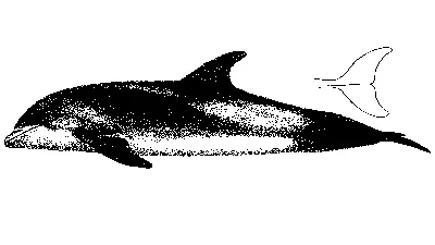 Беломордый дельфин фото фото