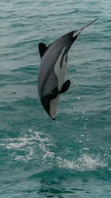 Павел Лунькин — Беломордый дельфин — Российское фото