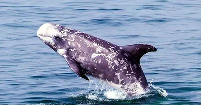 Беломордый дельфин рисунок - 46 фото