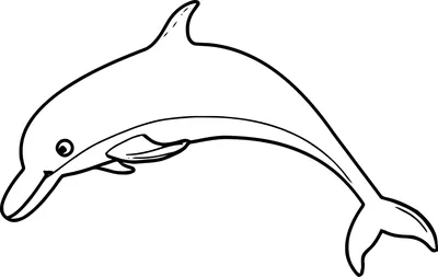 Беломордый дельфин - YouTube