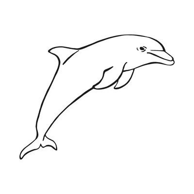 В Финском заливе недалеко от Петербурга заметили дельфинов - РИА Новости,  18.06.2020