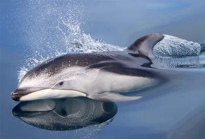 Серый дельфин (дельфин Риссо) | Пикабу